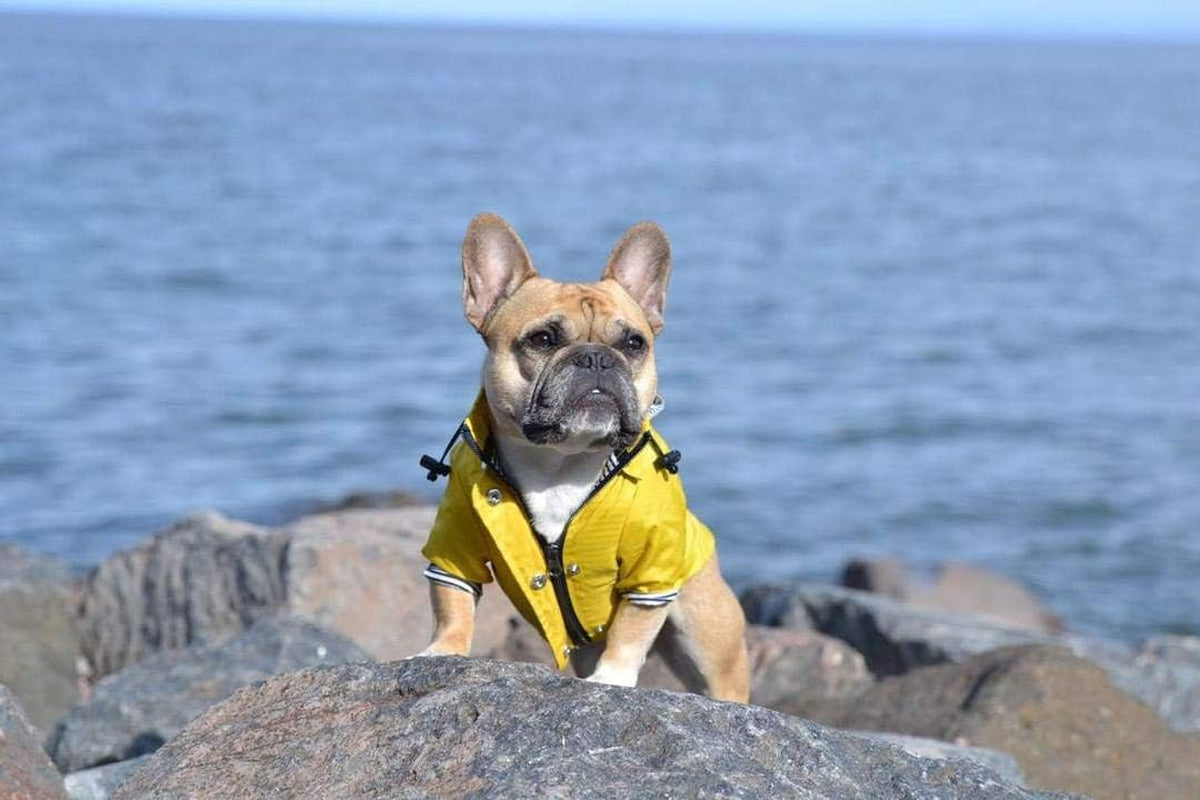 Stylish Yellow Dog Raincoat with Reflective Buttons, Adjustable Drawstring, and Removable Hood - Weather Resistant & Functional for All Breeds (Medium)